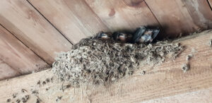 Im Havelland: Auch die Schwalben versorgen ihren Nachwuchs Ende Mai/Anfang Juni