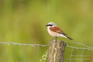 Der Neuntöter muss noch seinen Nachwuchs füttern