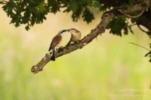 Neuntöter-Fütterung