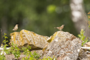 An den gesprengten Behausungen der Roten Armee erwarten uns ein junger Steinschmätzer und ein Wendehals