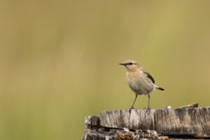 Die Steinschmätzerin