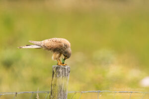 Klaus hat diesen Turmfalken entdeckt, der gerade eine Eidechse verspeist