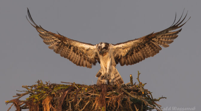 Am zweiten Fischadler-Horst