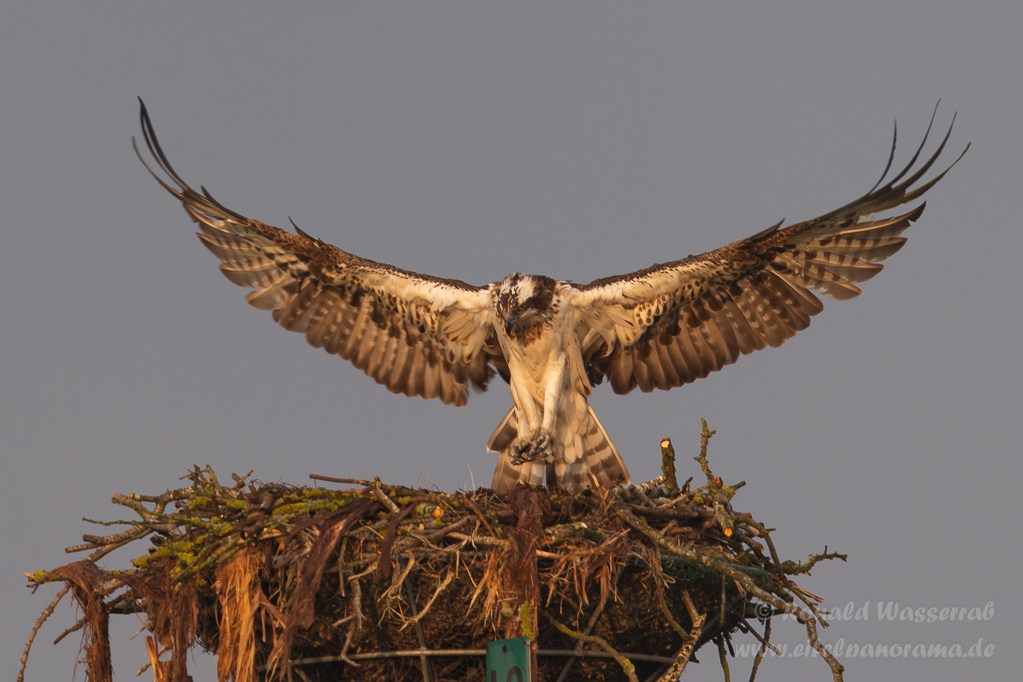 Am zweiten Fischadler-Horst
