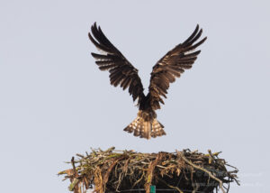 Im Havelland: Am zweiten Fischadler-Horst