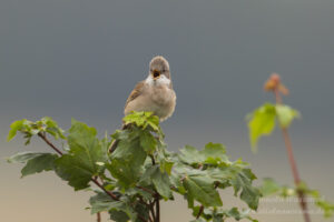 Dorngrasmücke in Garlitz