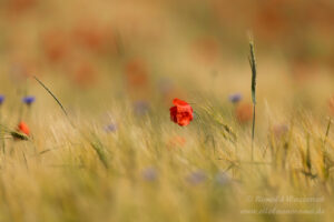 Mohnblüte in Buckow