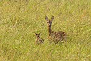 Ricke mit Kitz in Buckow