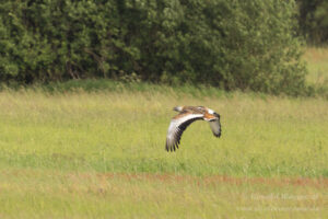 Mit bis zu 16 kg sind es die schwersten flugfähigen Vögel der Welt