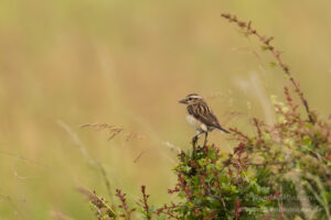 Frau Braunkehlchen mit Futter