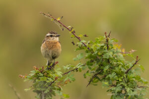 Braunkehlchen-Weibchen