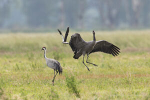 Im Havelland: Kibitz-Angriff