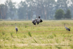 Im Havelland: Kibitz-Angriff