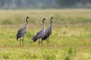 Im Havelland: Was war das denn?