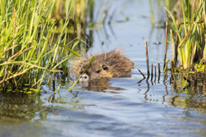 Im Havelland: Nutria