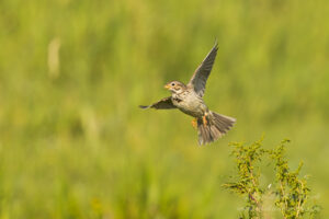 Im Havelland: Grauammer
