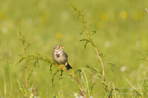 Im Havelland: Grauammer