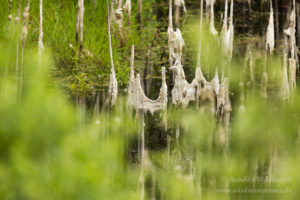 Teich am Beobachtungsturm Buckow