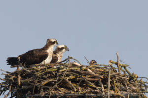Im Havelland: Fischadler's Familienidyll...