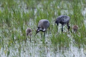 Im Havelland: Kranichfamilie