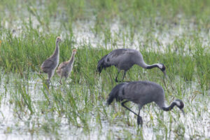 Im Havelland: Kranichfamilie