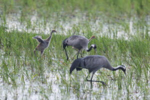 Im Havelland: Kranichfamilie