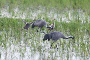 Im Havelland: Kranichfamilie