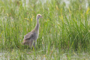 Im Havelland: Kranich-Küken