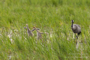 Im Havelland: Kranich-Familie