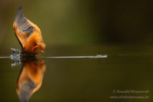 Eisvogel an der Eisvogelhütte bei der Jagd