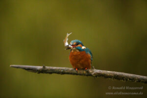 Eisvogel an der Eisvogelhütte mit Beutefisch