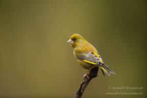 Grünfink an der Eisvogelhütte