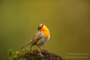 Rotkehlchen an der Eisvogelhütte