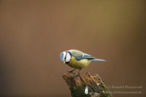 Blaumeise an der Eisvogelhütte