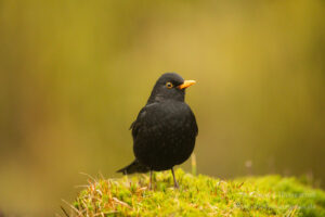 Amsel an der Eisvogelhütte