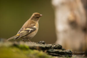 Buchfink an der Eisvogelhütte