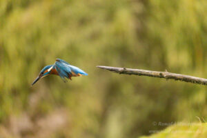 Eisvogel an der Eisvogelhütte bei der Jagd