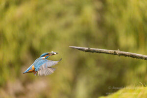 Eisvogel an der Eisvogelhütte bei der Jagd