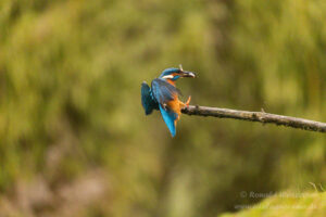 Eisvogel an der Eisvogelhütte bei der Jagd