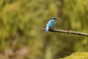 Eisvogel an der Eisvogelhütte bei der Jagd