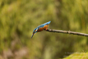Eisvogel an der Eisvogelhütte bei der Jagd