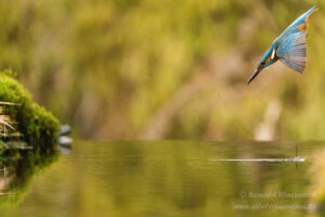 Eisvogel an der Eisvogelhütte bei der Jagd