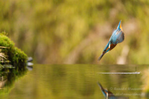 Eisvogel an der Eisvogelhütte bei der Jagd