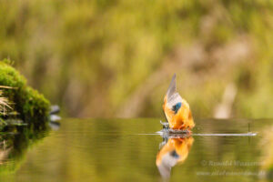Eisvogel an der Eisvogelhütte bei der Jagd