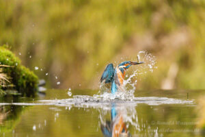 Eisvogel an der Eisvogelhütte bei der Jagd