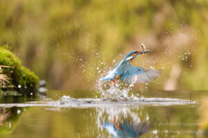 Eisvogel an der Eisvogelhütte bei der Jagd