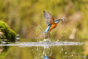 Eisvogel an der Eisvogelhütte bei der Jagd