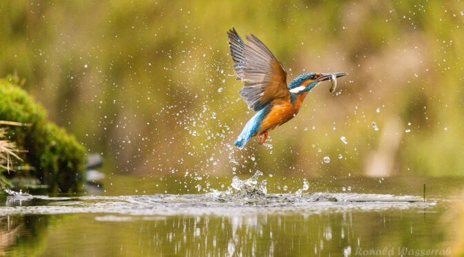 Eisvogel bei der Jagd