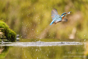 Eisvogel an der Eisvogelhütte bei der Jagd