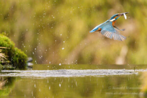 Eisvogel an der Eisvogelhütte bei der Jagd